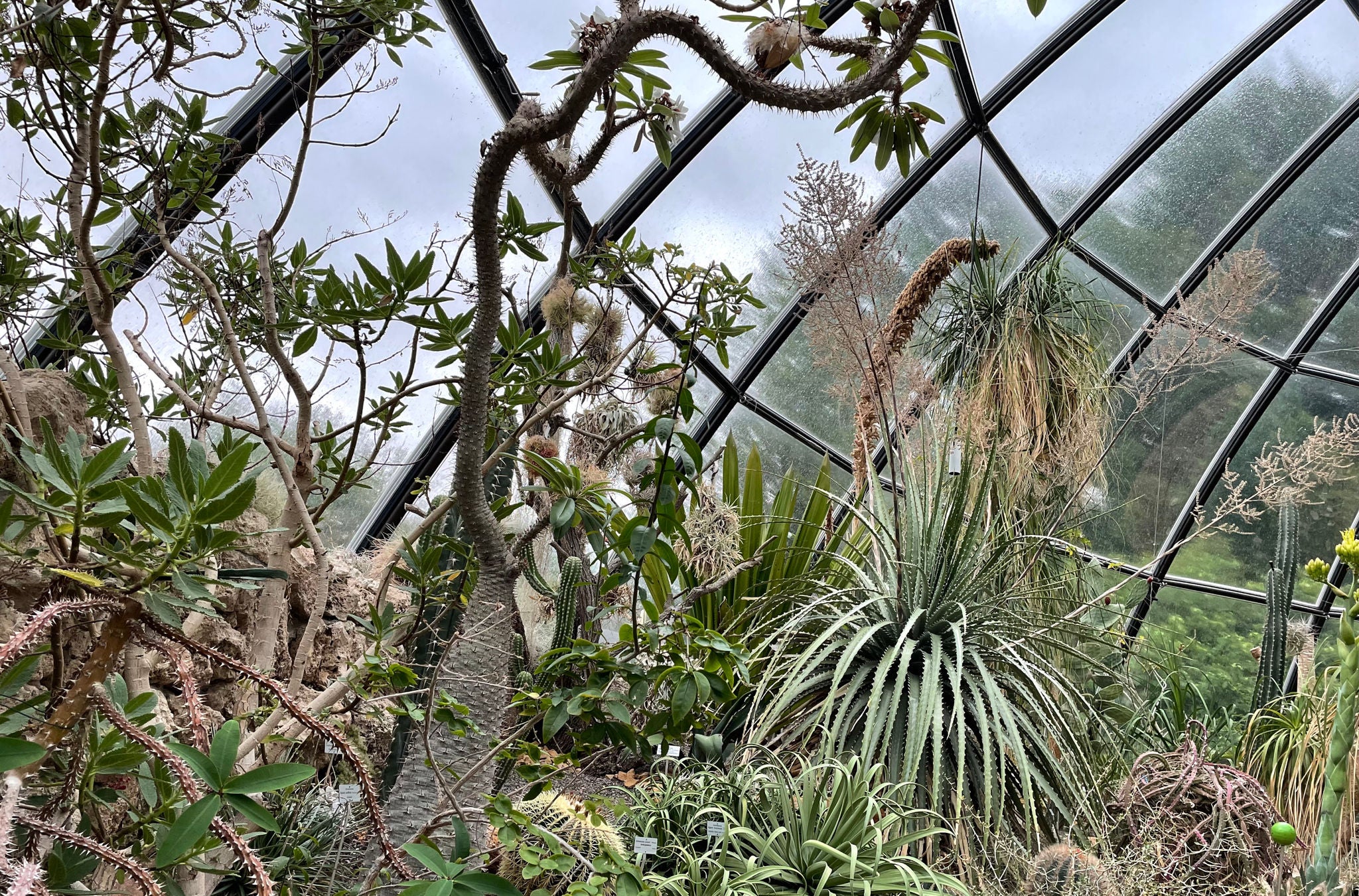 Im Schauhaus des botanischen Gartens Zürich