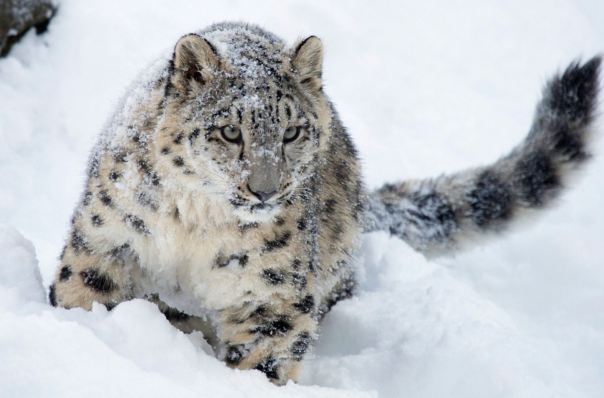 Schneeleopard im Zoo Zürich