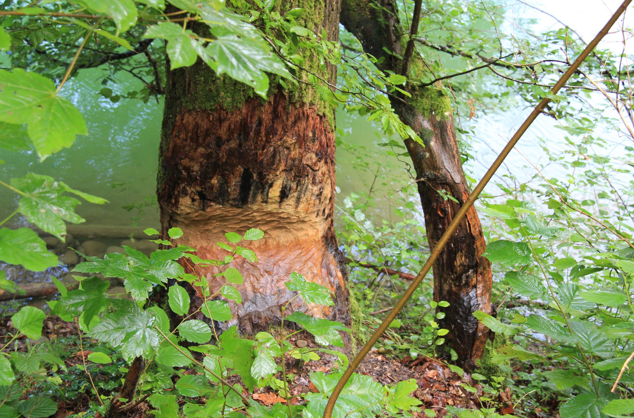 Spuren des Biebers an einem Baum