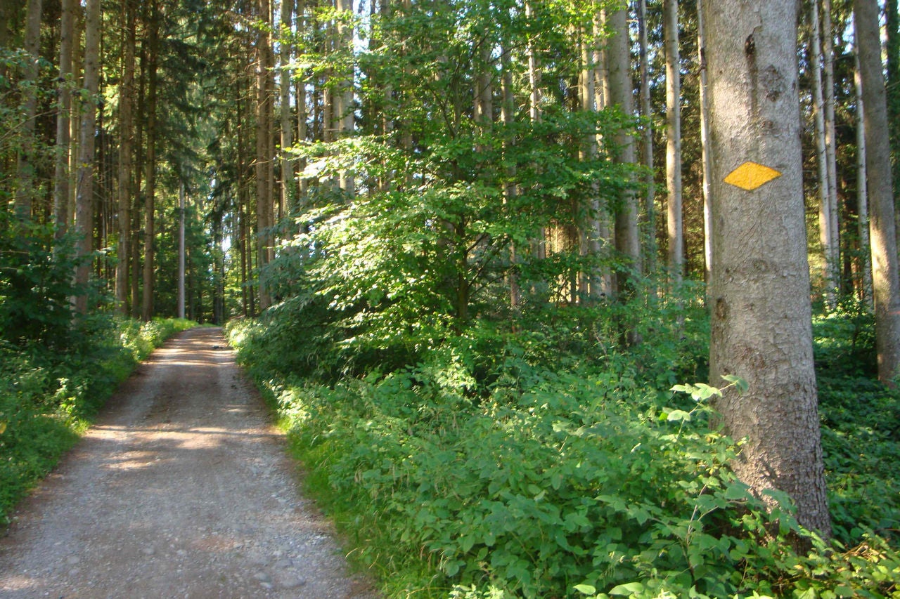 Wald Wanderweg auf der Familienwanderung Knobeln