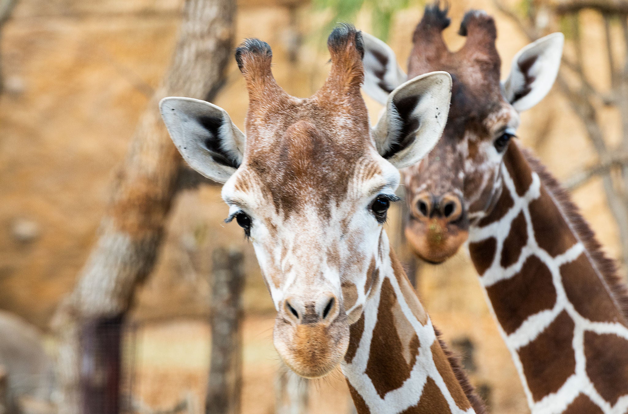 Giraffen in der Lewa Savanne im Zoo Zürich