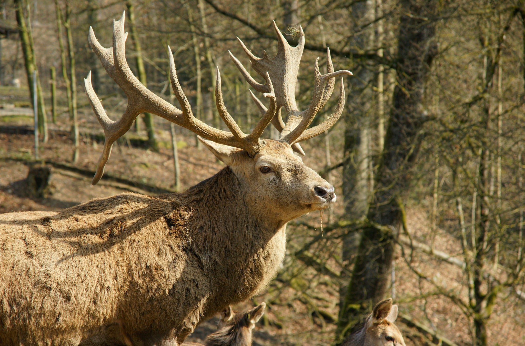 Mit prächtigem Geweih steht ein Hirsch im herbstlichen Wald.