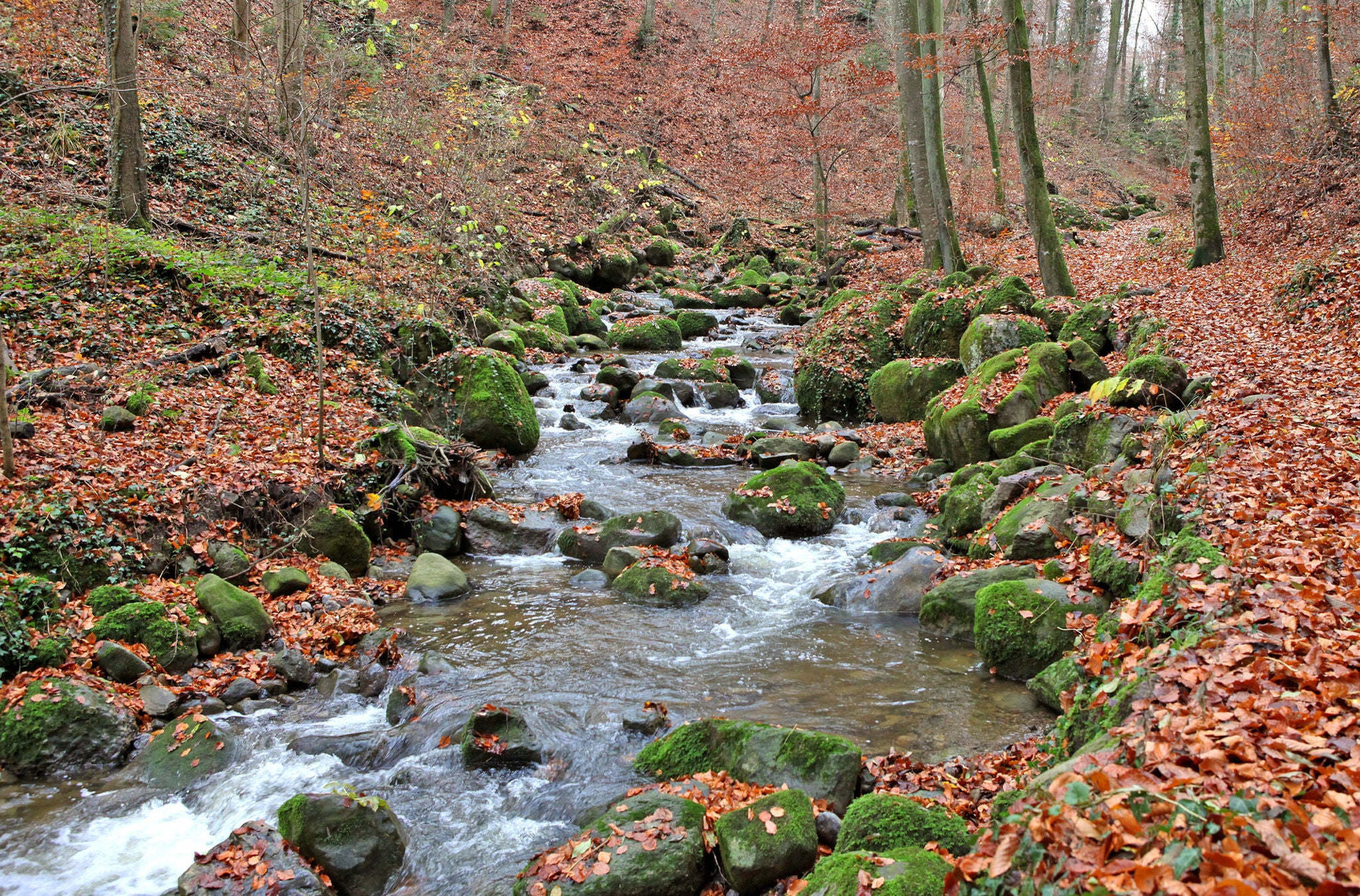 Das herbstliche Mülibachtobel in Richterswil