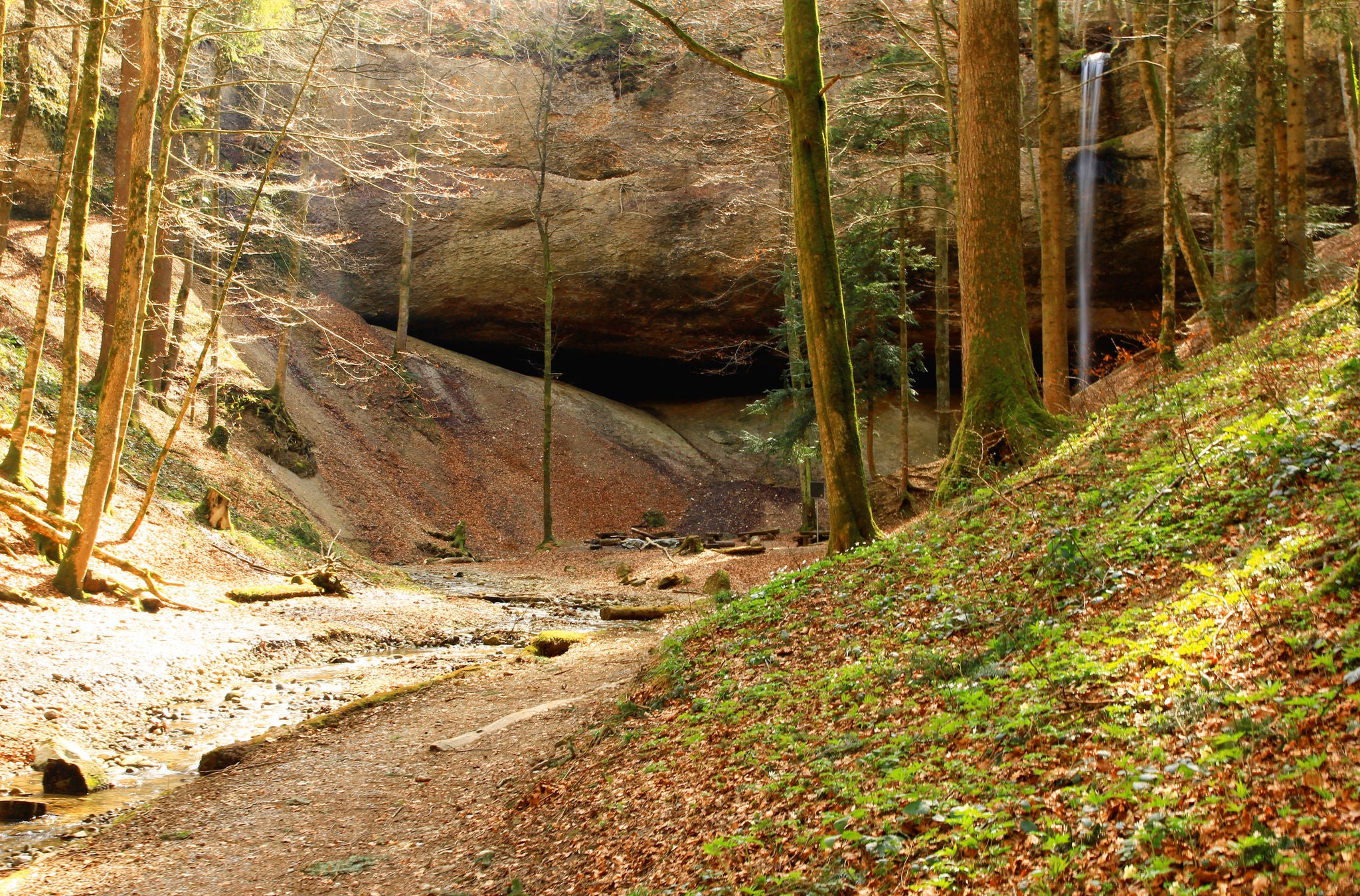 Waldweg auf der Wanderung von Hinwil ins Tösstal