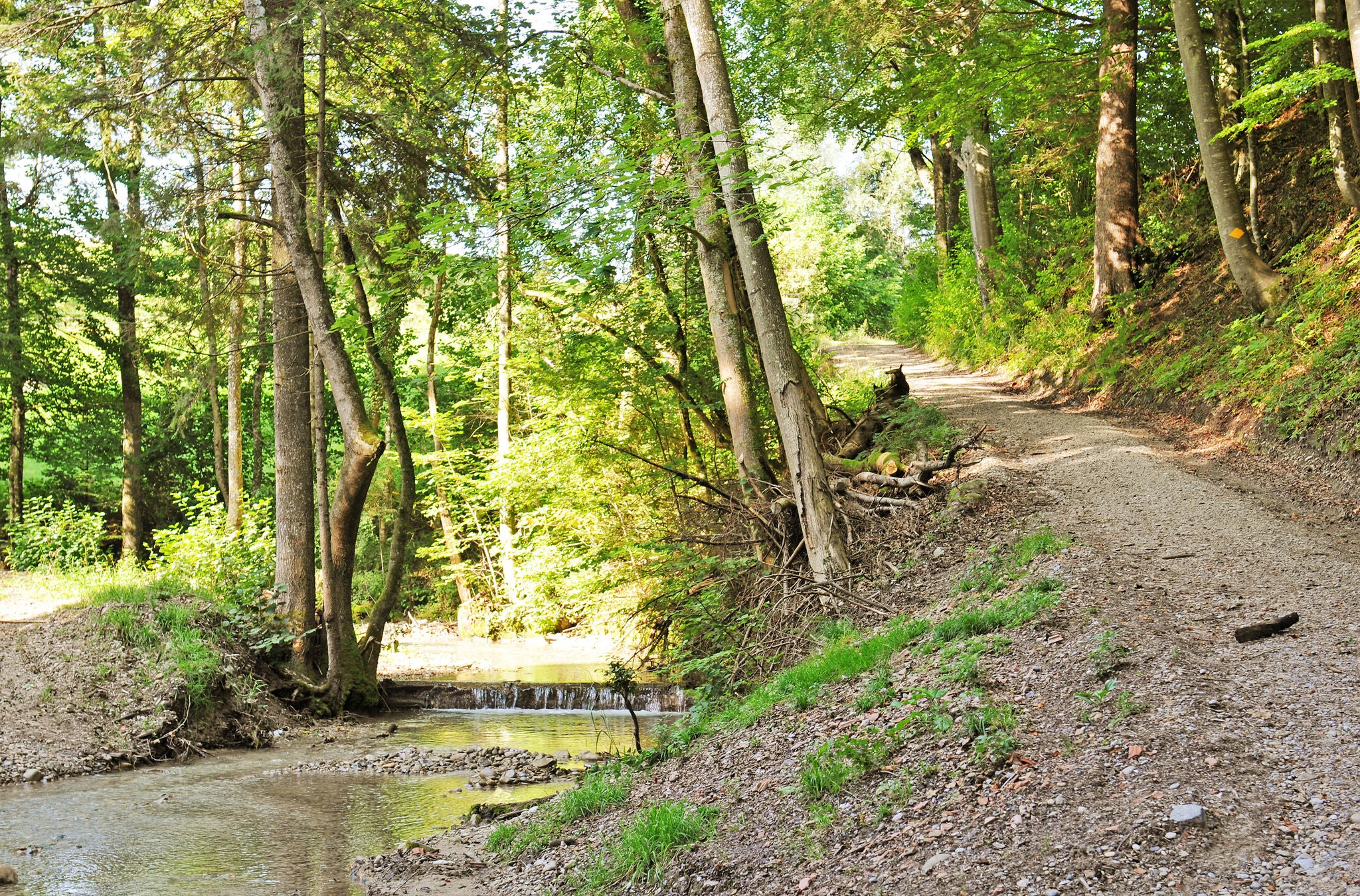 Wanderweg im Wald mit einem kleinen Bach