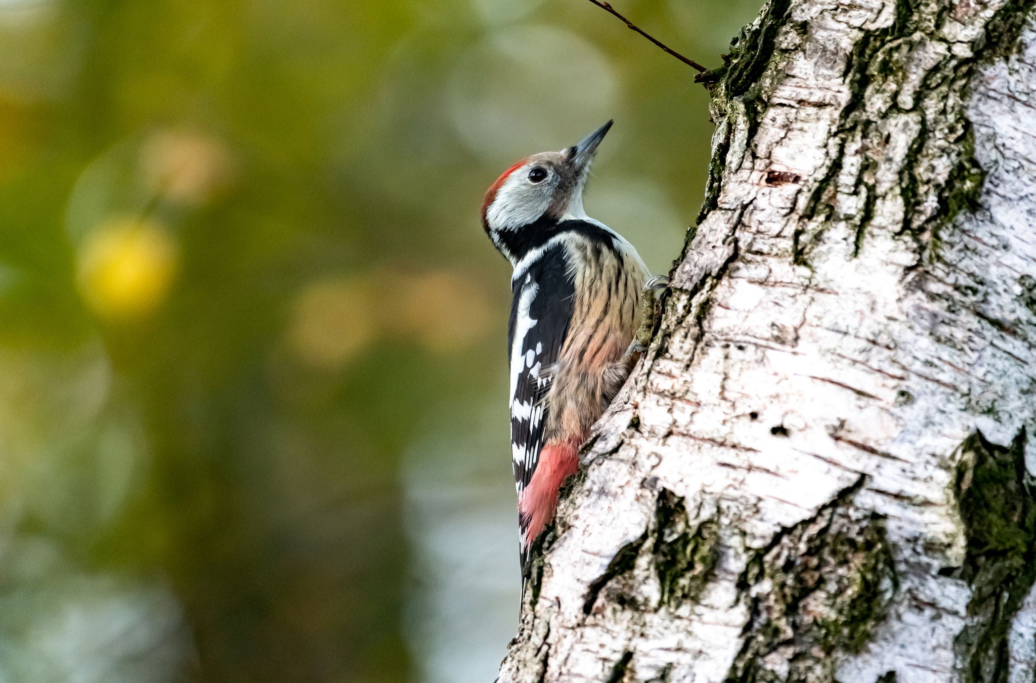 Ein Mittelspecht an einer Birke.