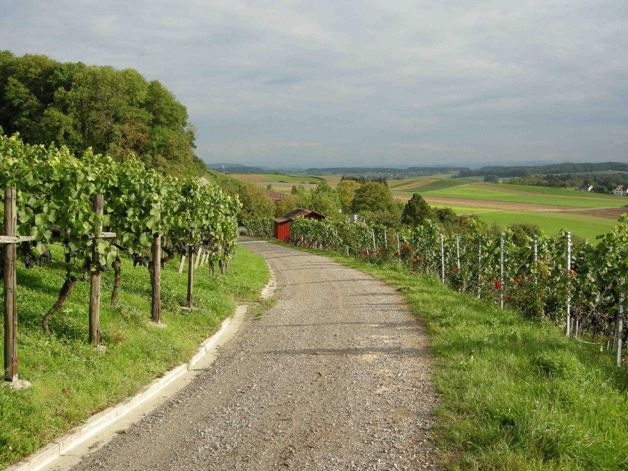 Wandern durch die Weinberge 