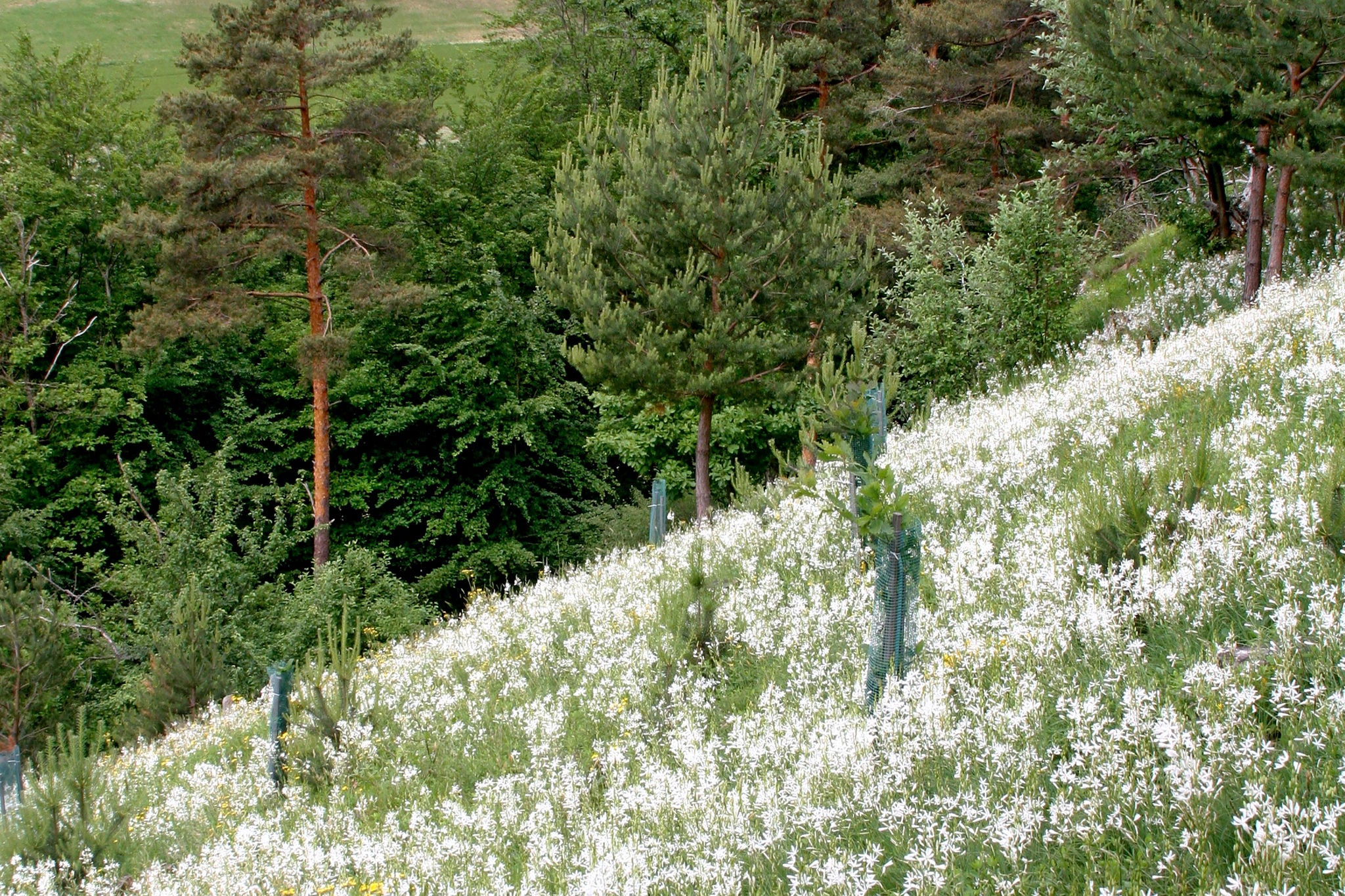 Wald und Wiese auf der Wanderung von Bachs nach Kaiserstuhl