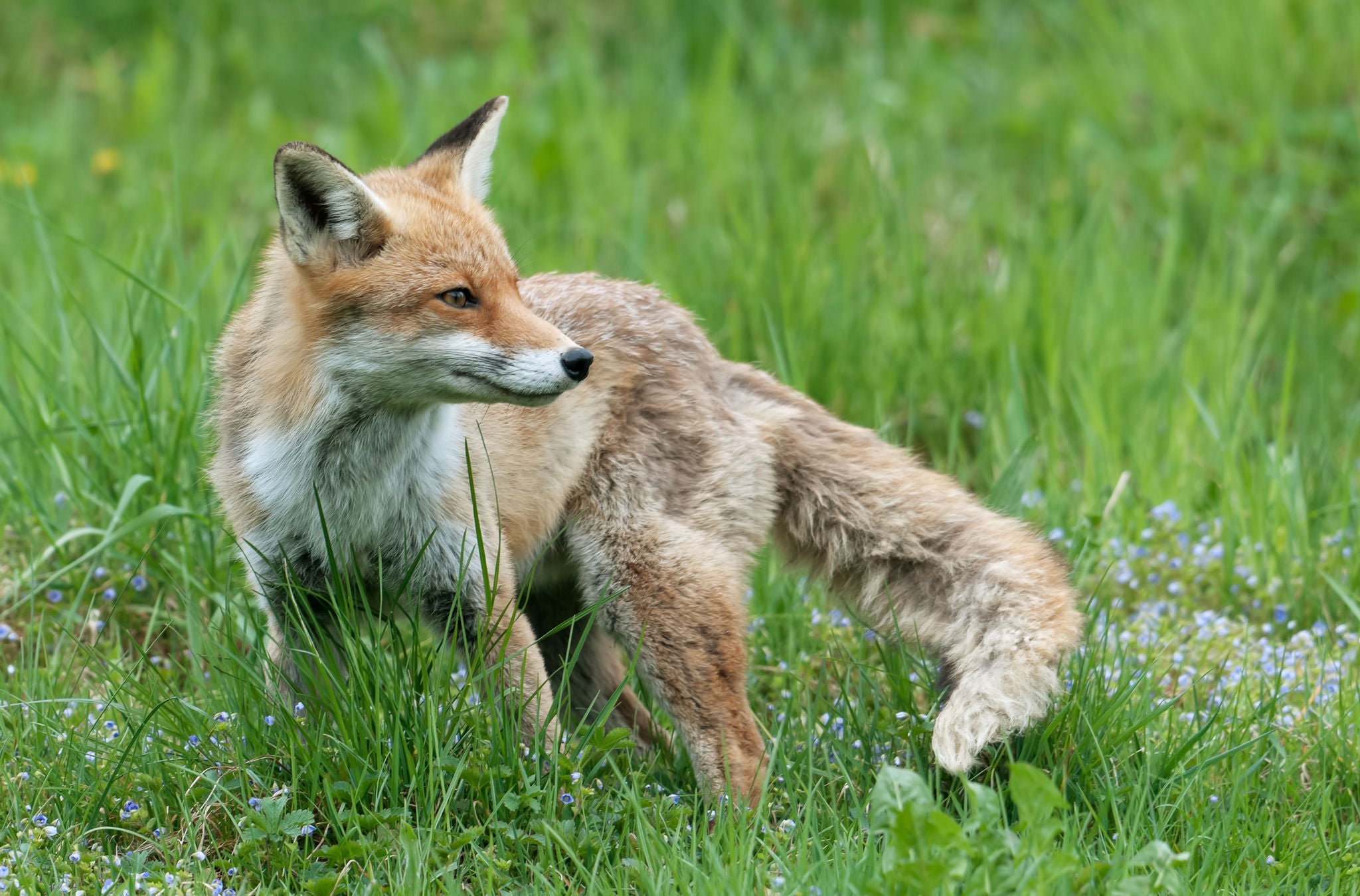 Fuchs im Wildnispark Zürich