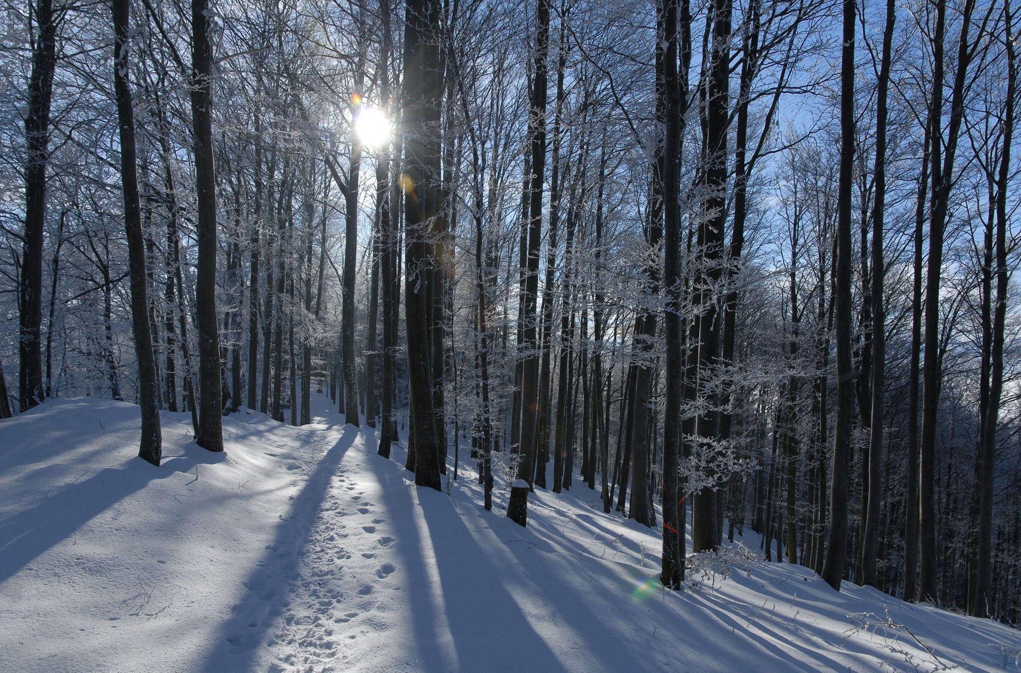 Schneebedeckter Wald auf der Wanderung von Albispasshöhe bis Tüfenbach. 