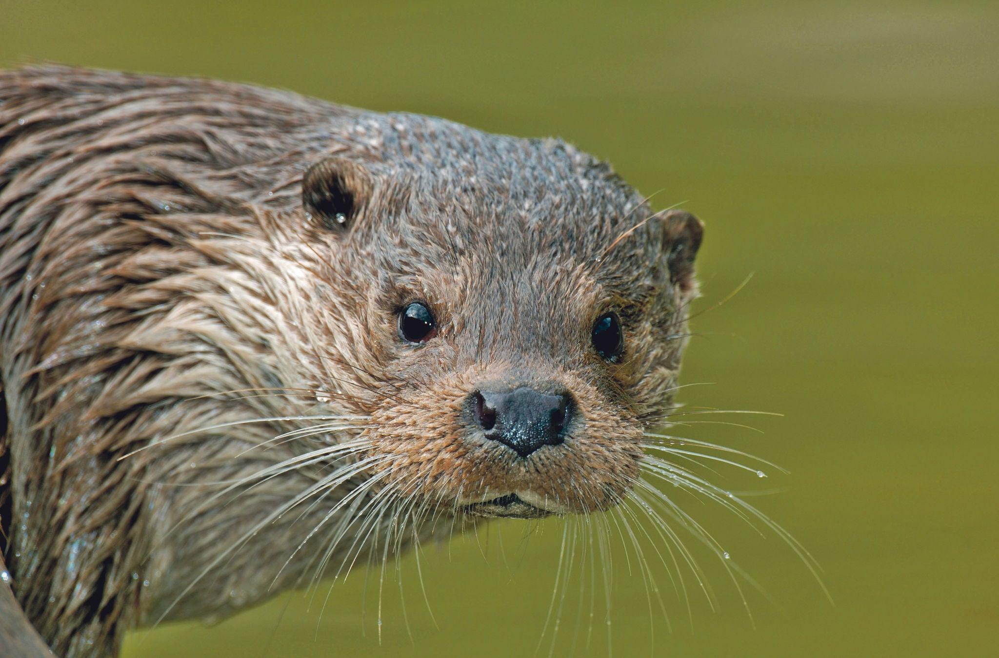 Otter im Wildnispark Langenberg