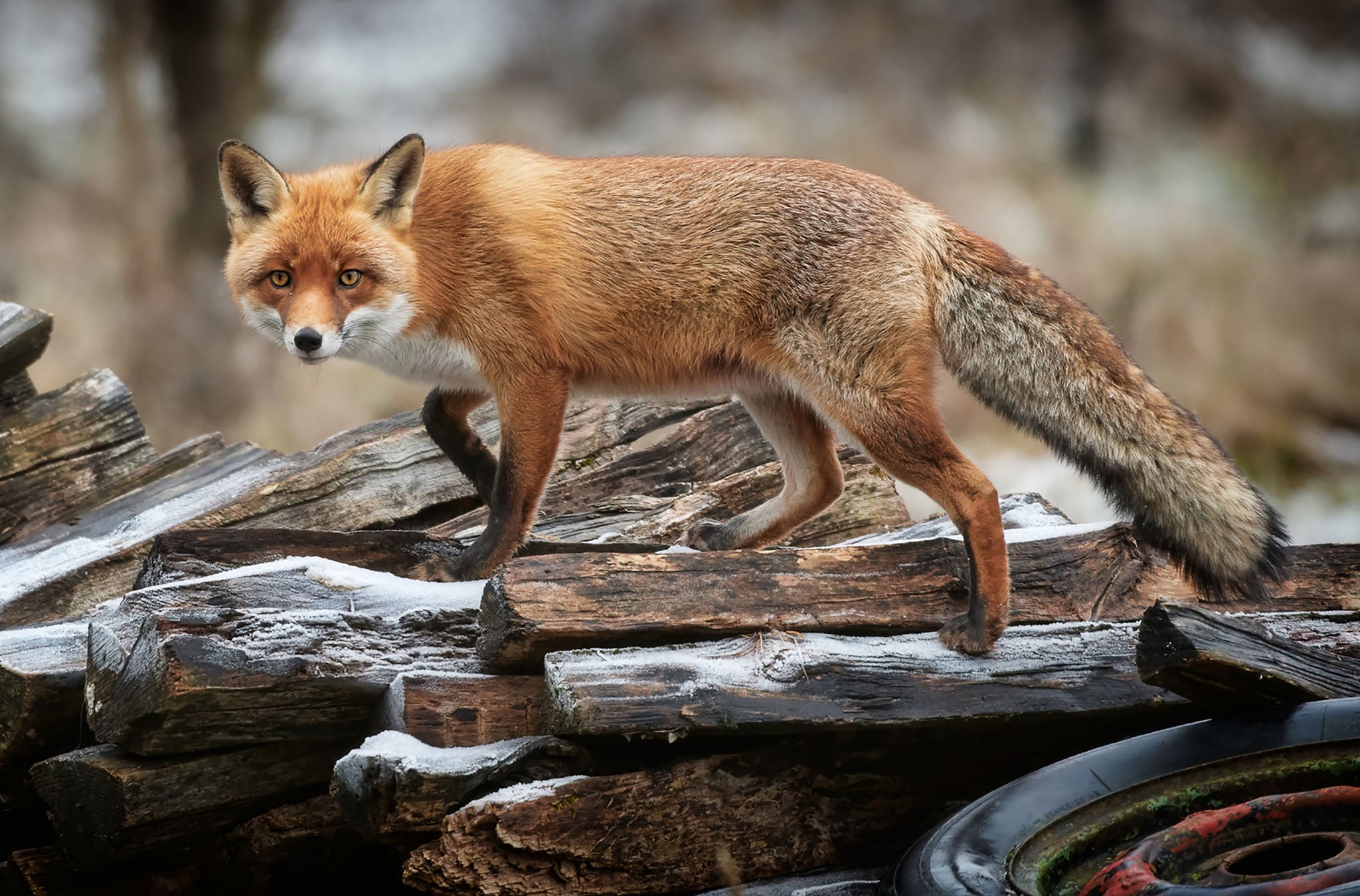 Ein Kind ist auf dem Walderlebnispfad im Wildnispark Sihlwald Zürich