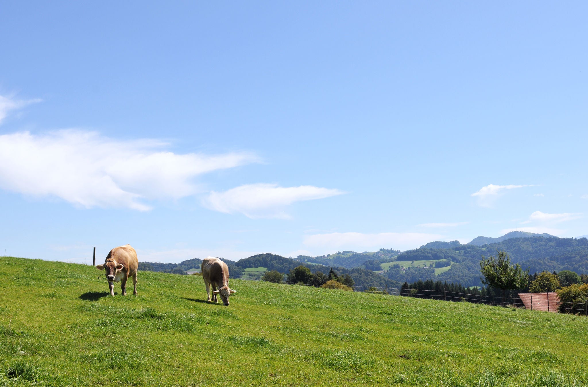 Wiese im Sommer mit zwei Kühe am Grasen