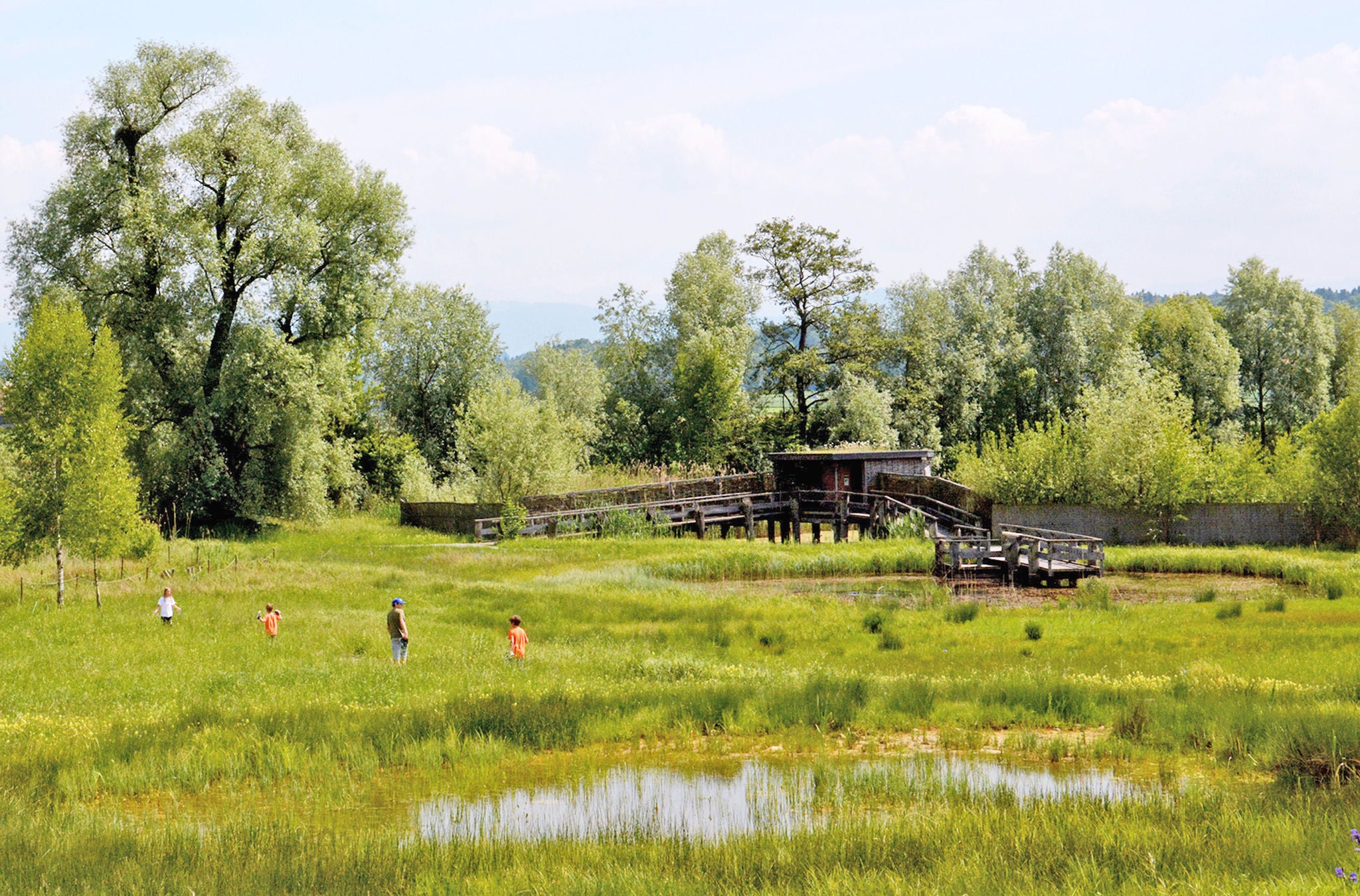 Riedlandschaft in der Naturstation Silberweide in Mönchaltorf