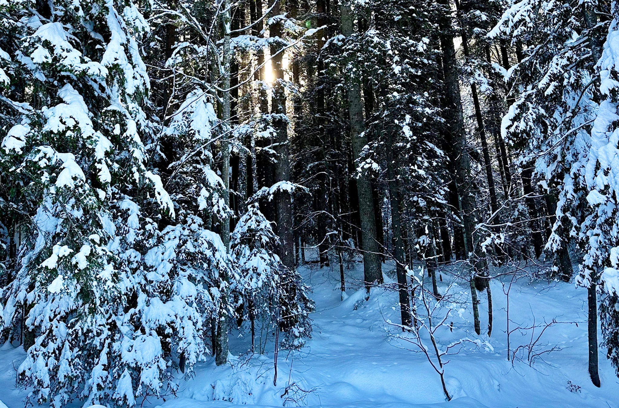 Schneebedeckter Wald auf der Wanderung von Albispasshöhe bis Tüfenbach. 