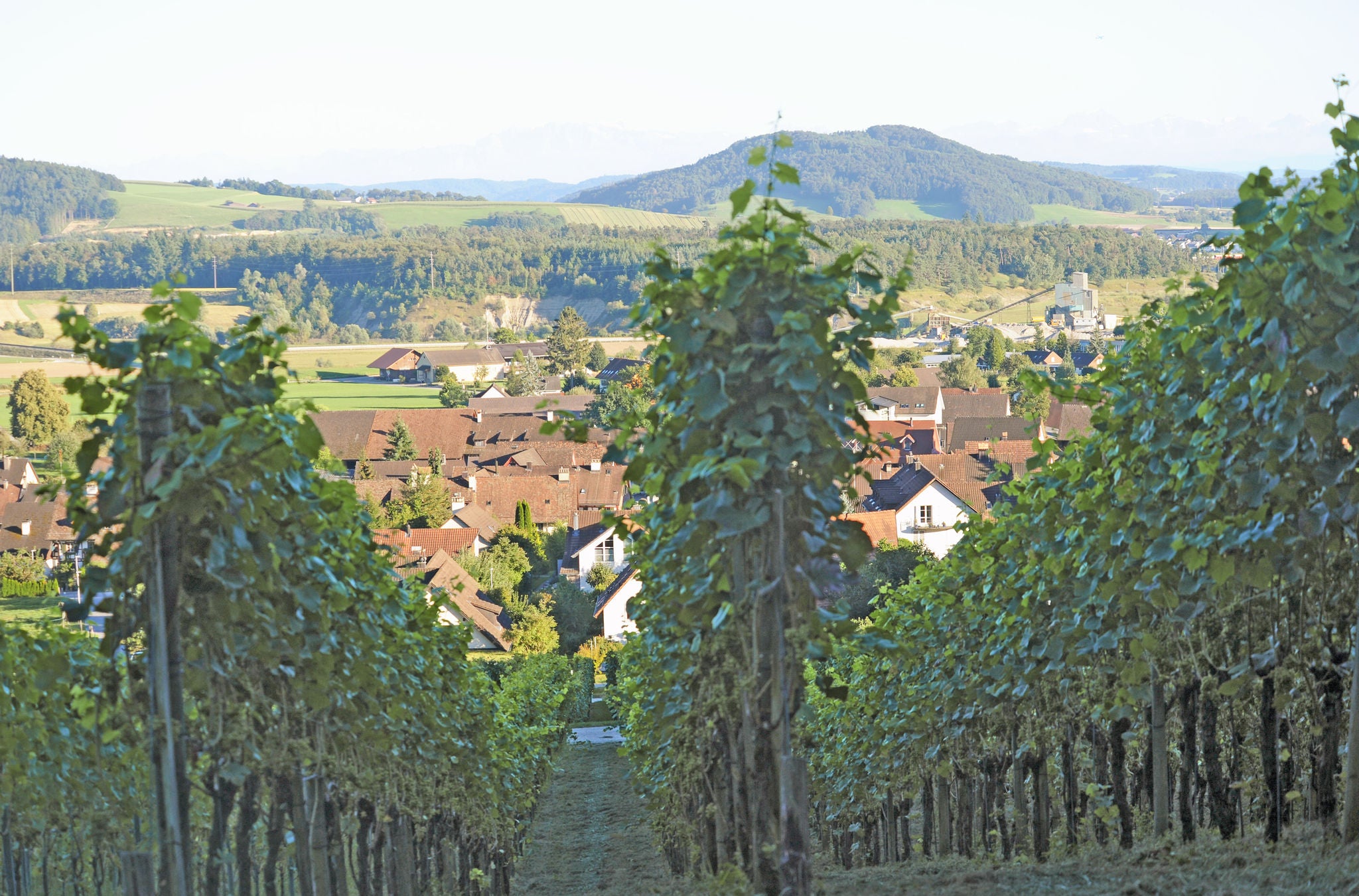 Weinrebe am Hang mit Eglisau im Hintergrund