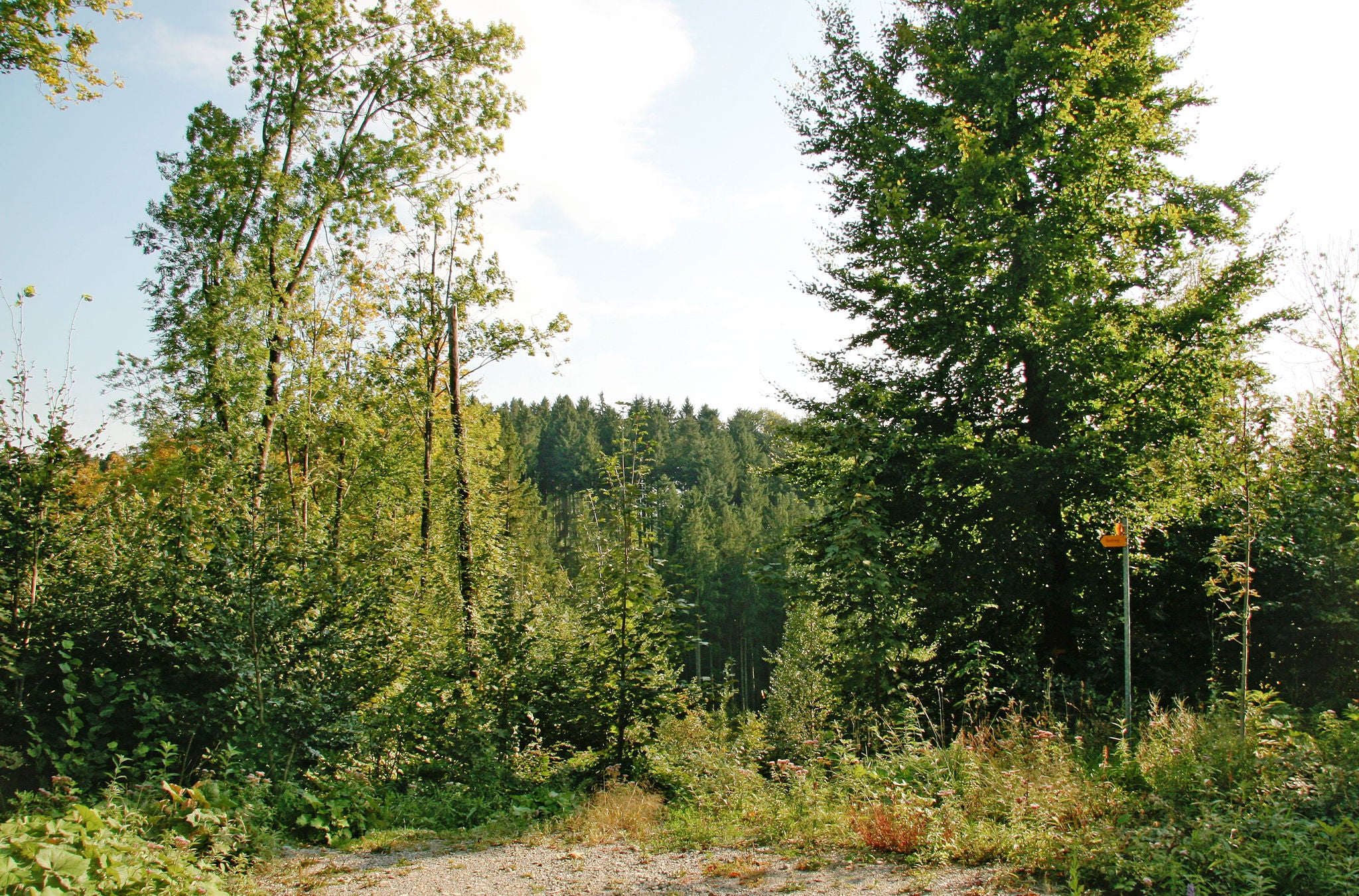 Waldabschnitt auf der Wanderung von Rikon nach Pfäffikon ZH