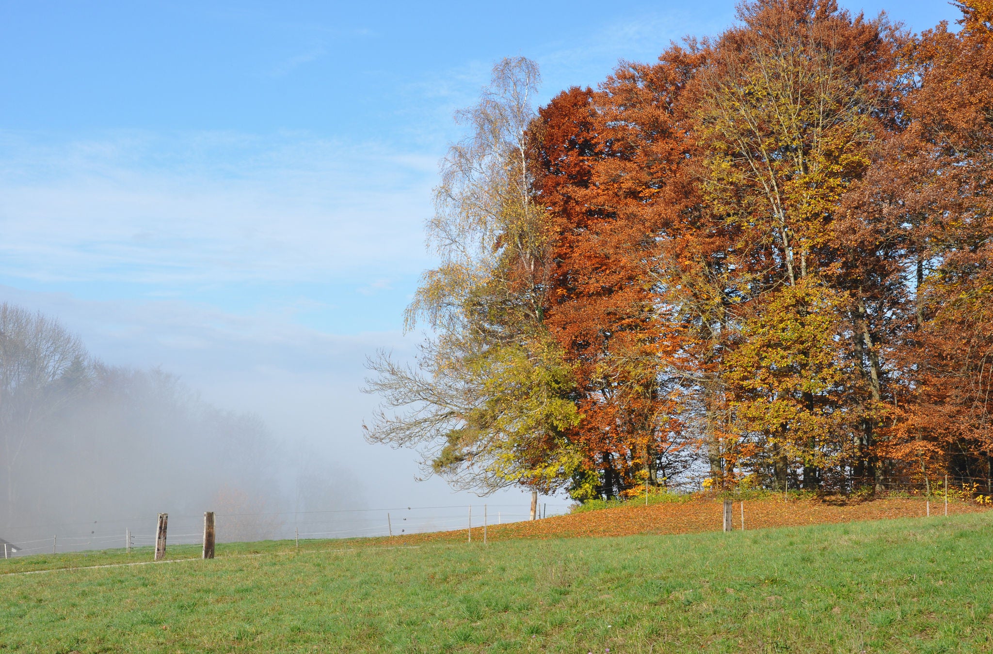 Einige Bäume in Rot- und Gelbtönen mit Nebel im Hintergrund