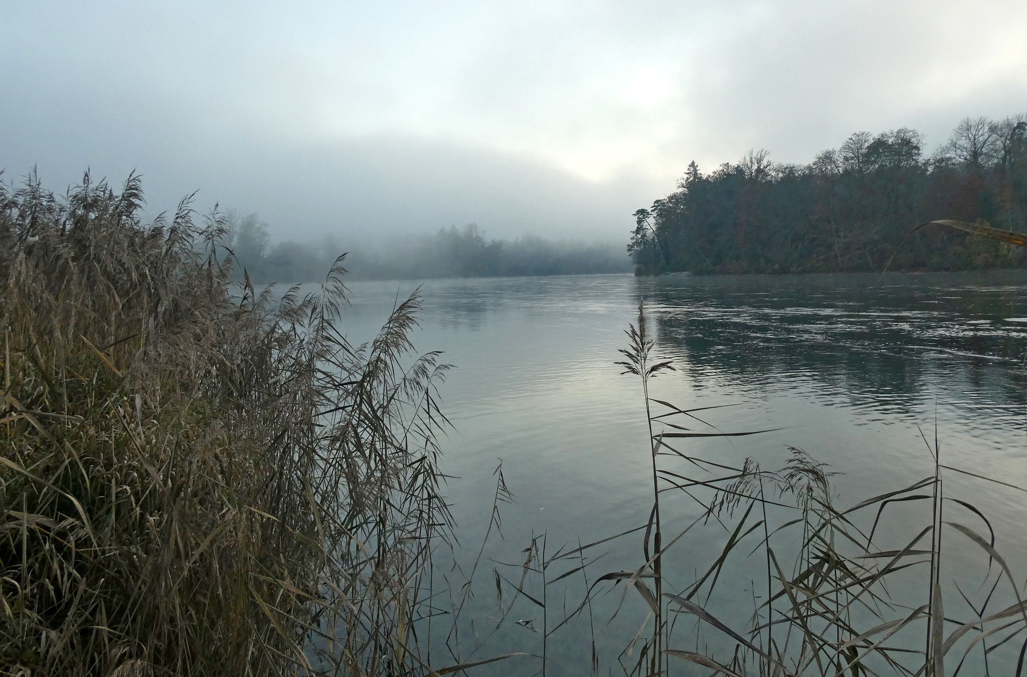 Naturzentrum Thurauen Flaach im Nebel