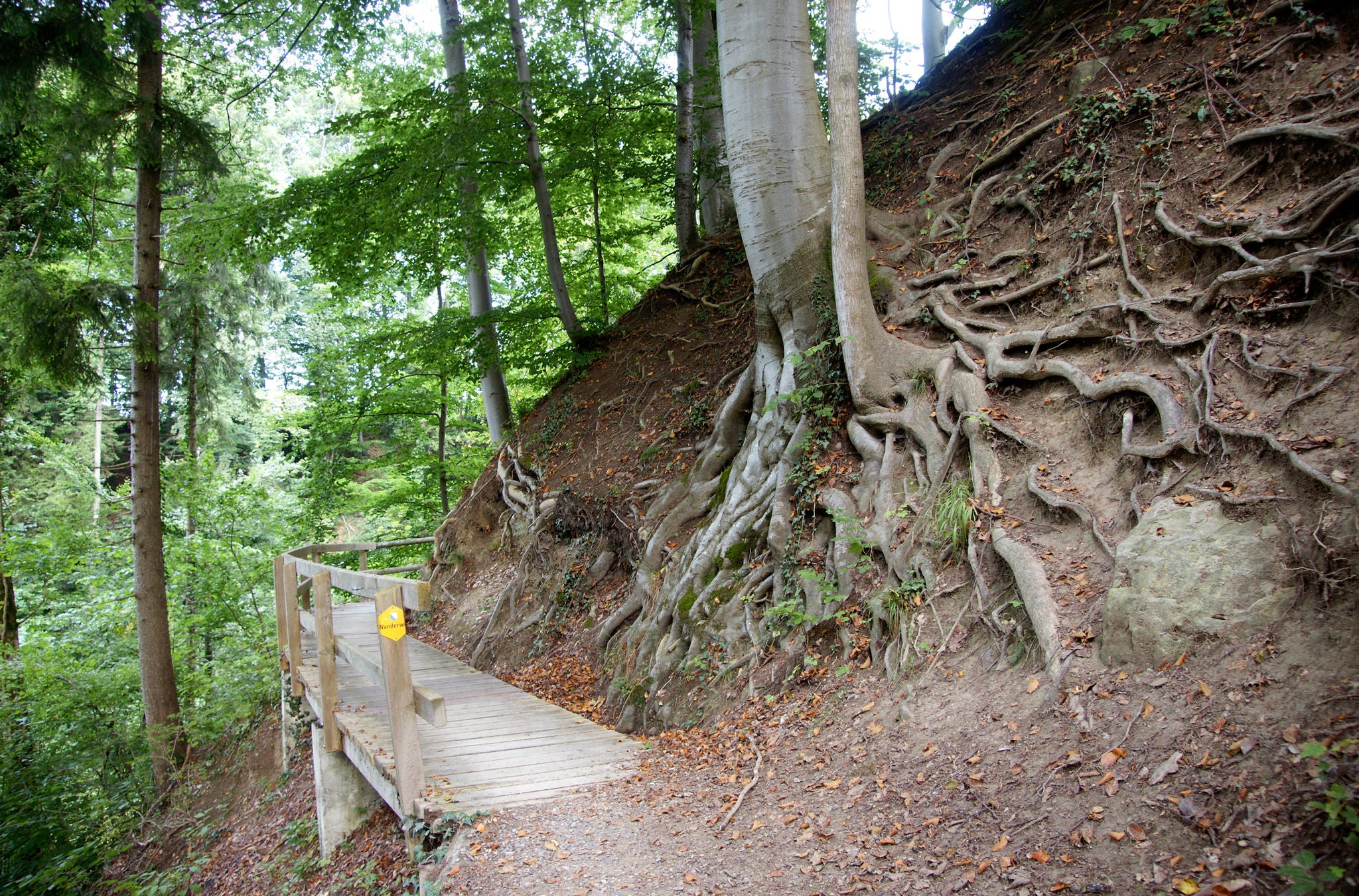 Wanderweg im Wald mit einem grossen Baum mit vielen Wurzeln