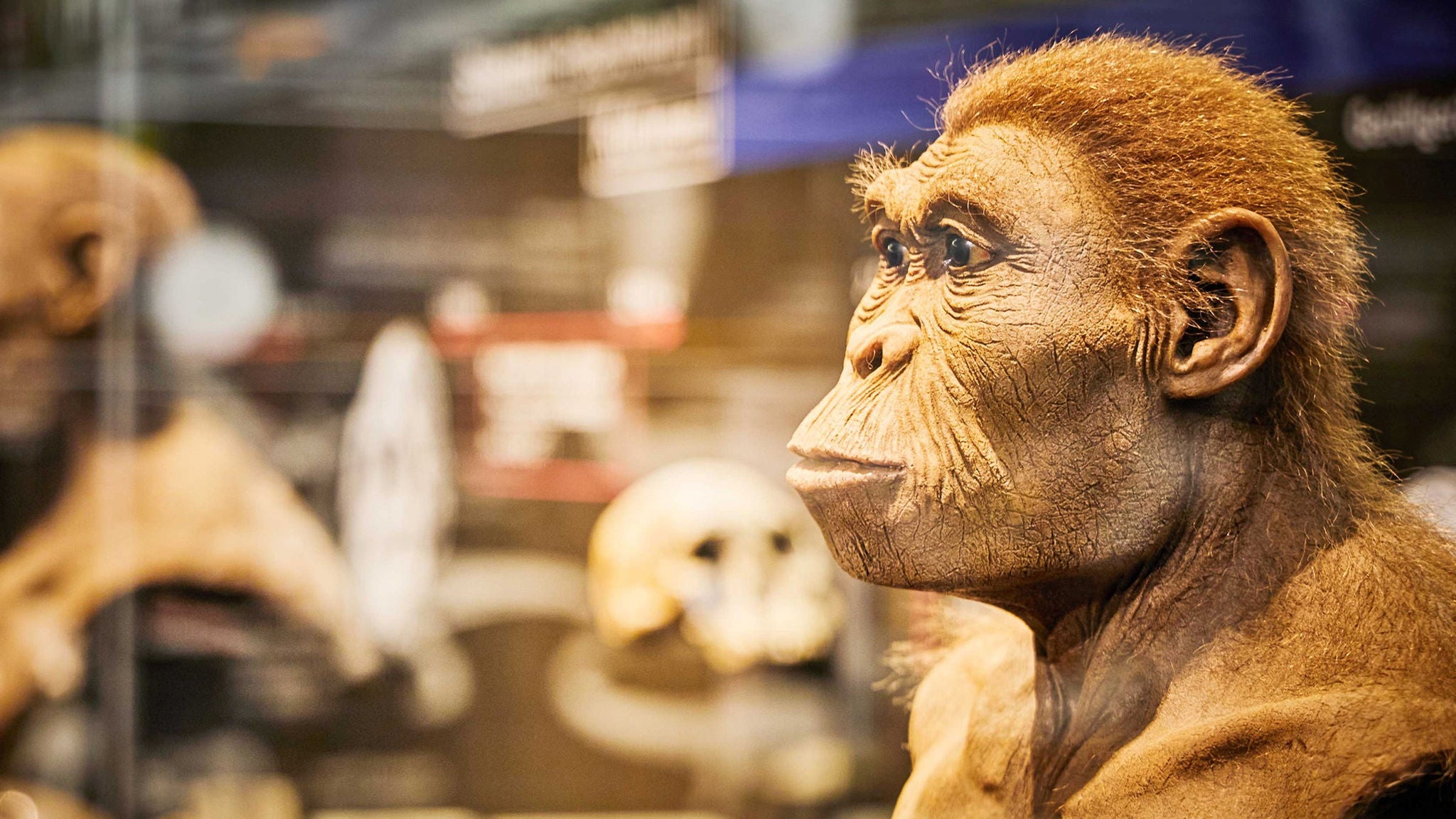 Eine Menschenaffe-Nachahmung in einer Vitrine im Kulturama