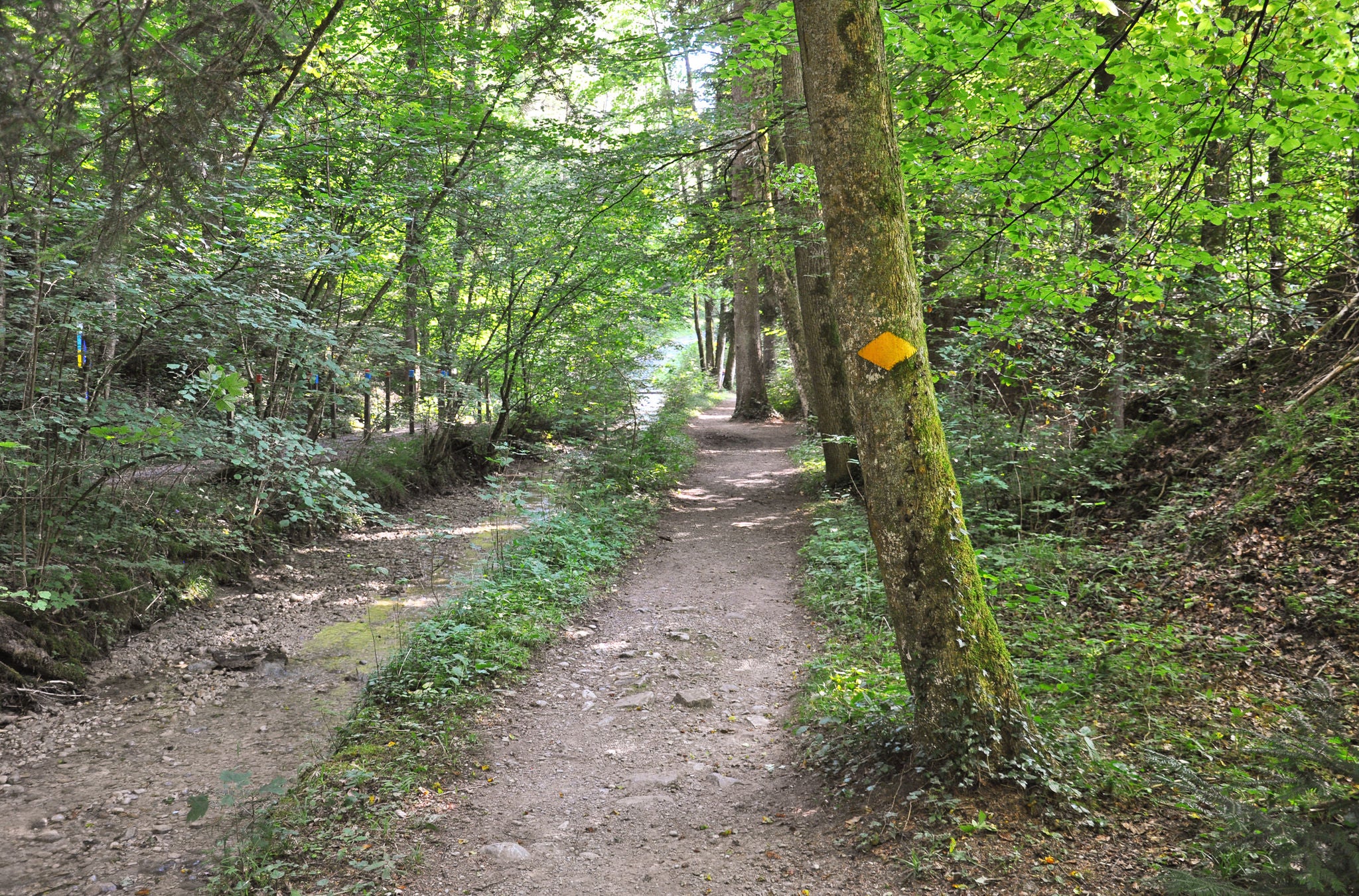 Leserwanderung zum Gyrenbad im Wald