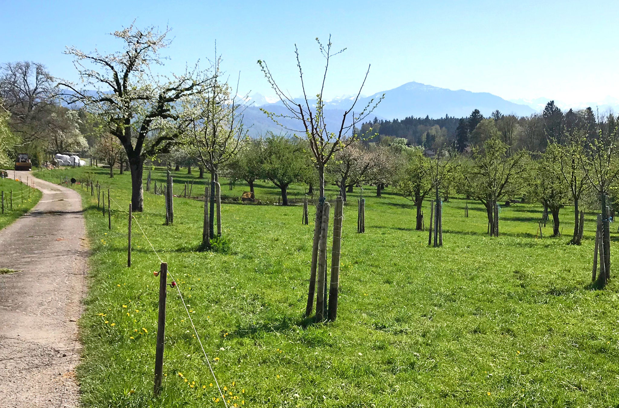 Grüne Wiese und Bäume auf dem «Umweg» am Albis