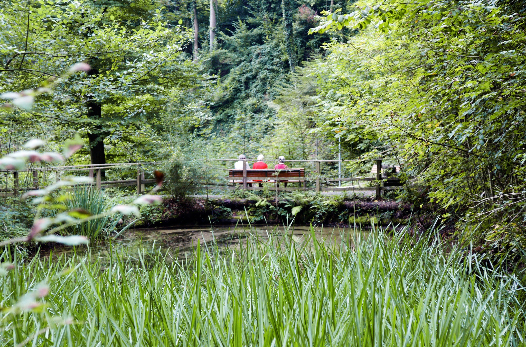 Drei ältere Menschen sitzend auf einer Bank mittem im grünen Wald