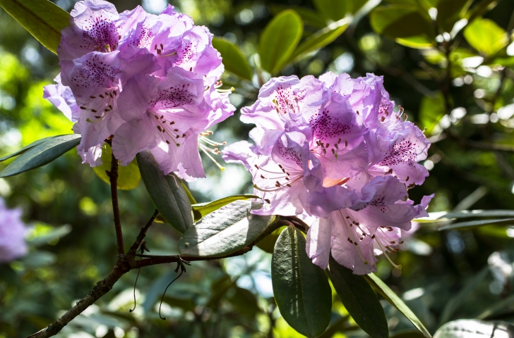 Freizeittipp Botanischer Garten Gruningen Zvv